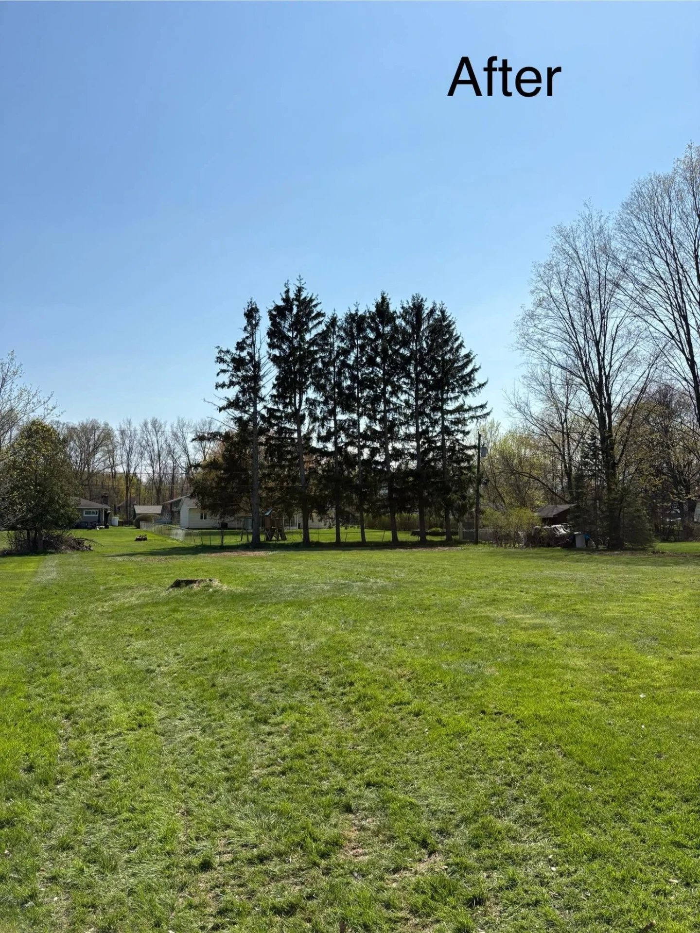Open backyard lawn after the large maple was removed and the debris was cleaned up