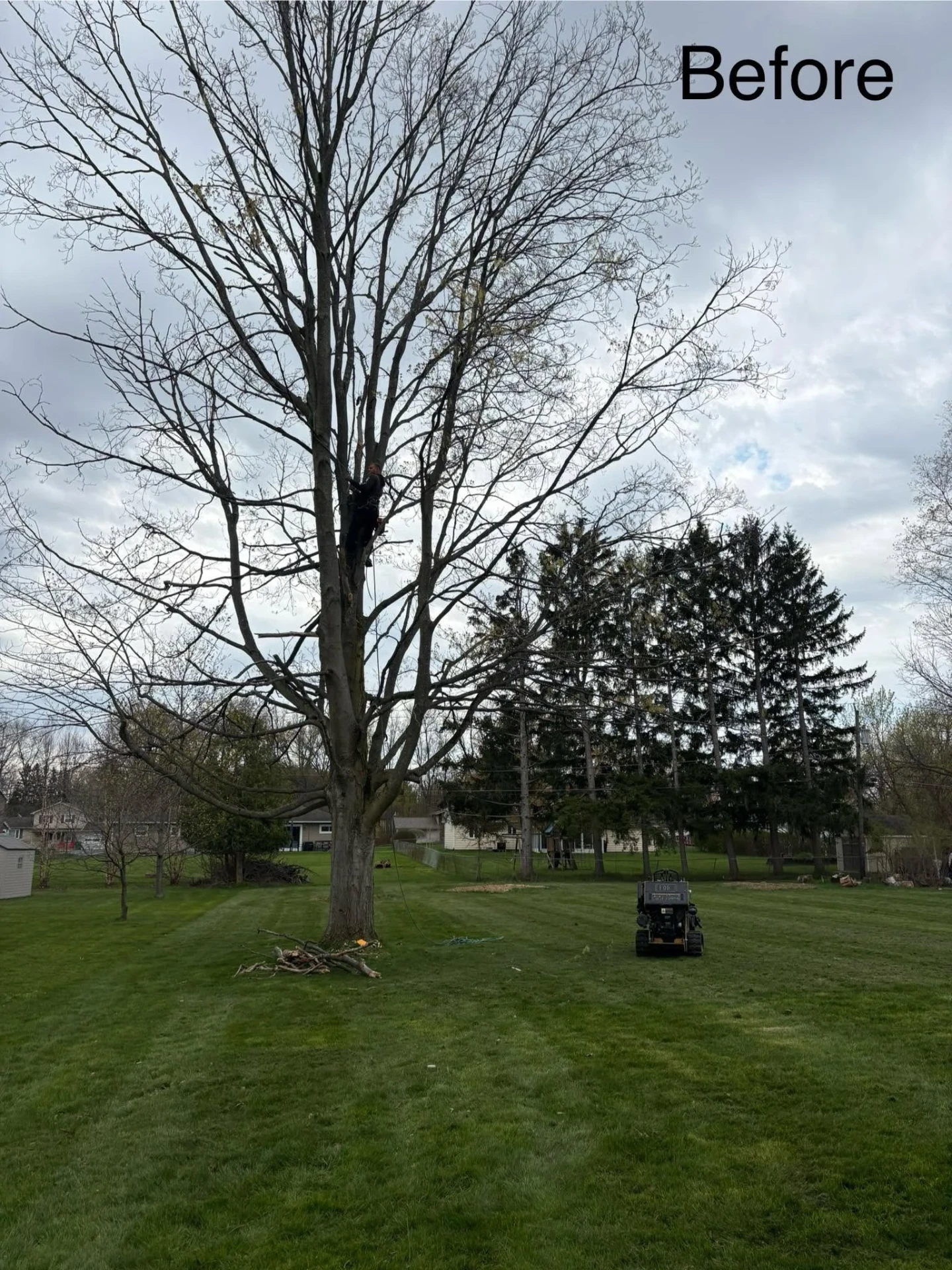 F&B climber roped into a large maple before removal, with the mini loader staged on the lawn in Ontario NY