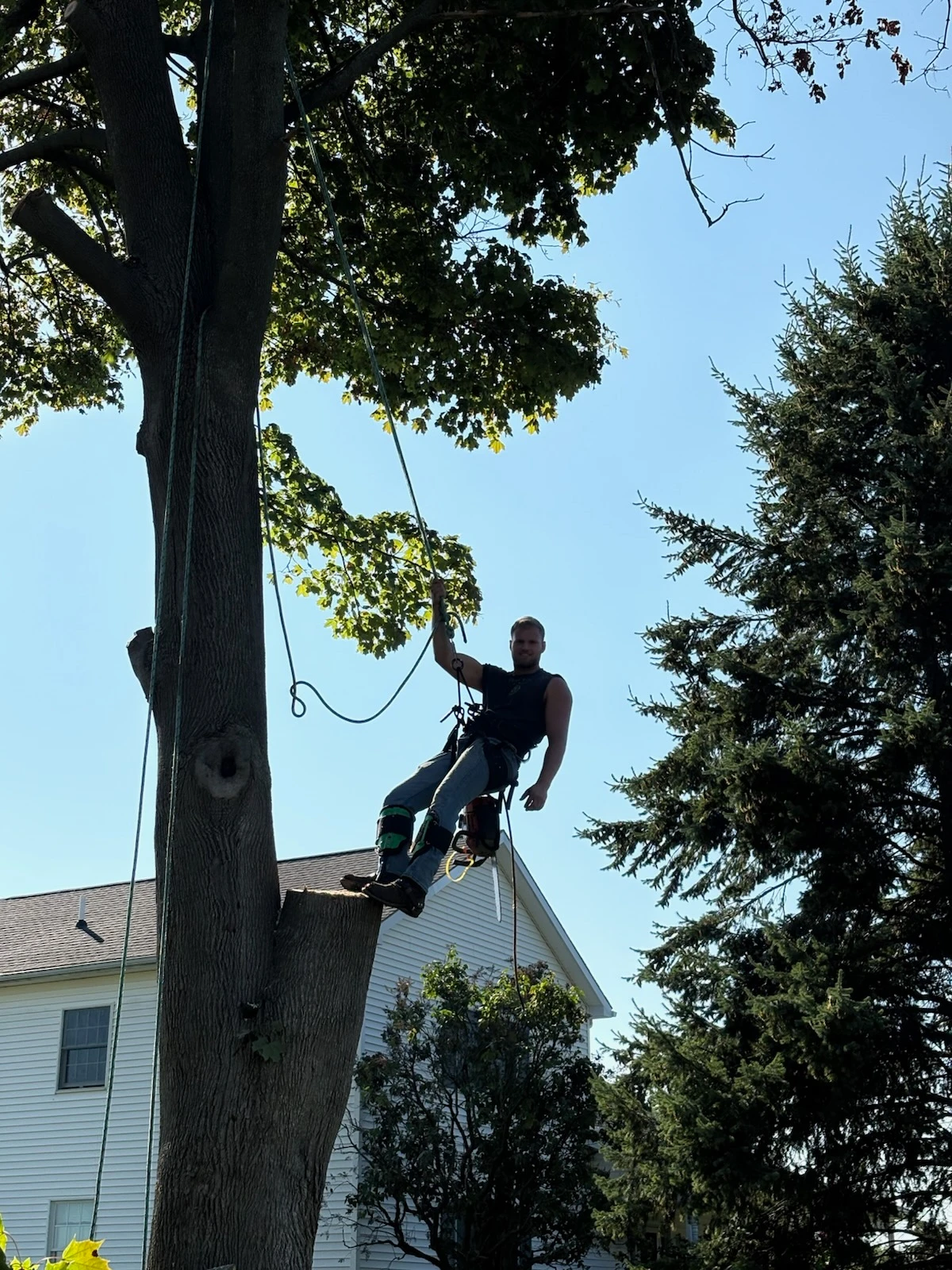 F&B climber roped into a large maple above a house during a takedown