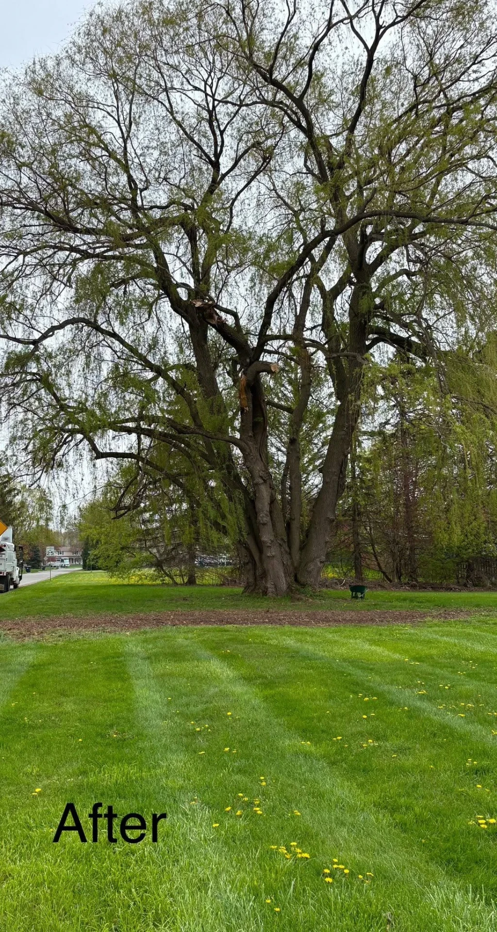 Weeping willow after crown cleaning, with a lifted canopy and clear lawn beneath