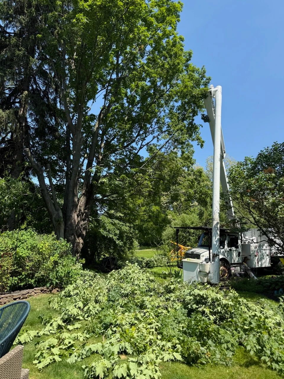 Bucket truck boom raised into a tall maple while crews clear cut limbs from the lawn below