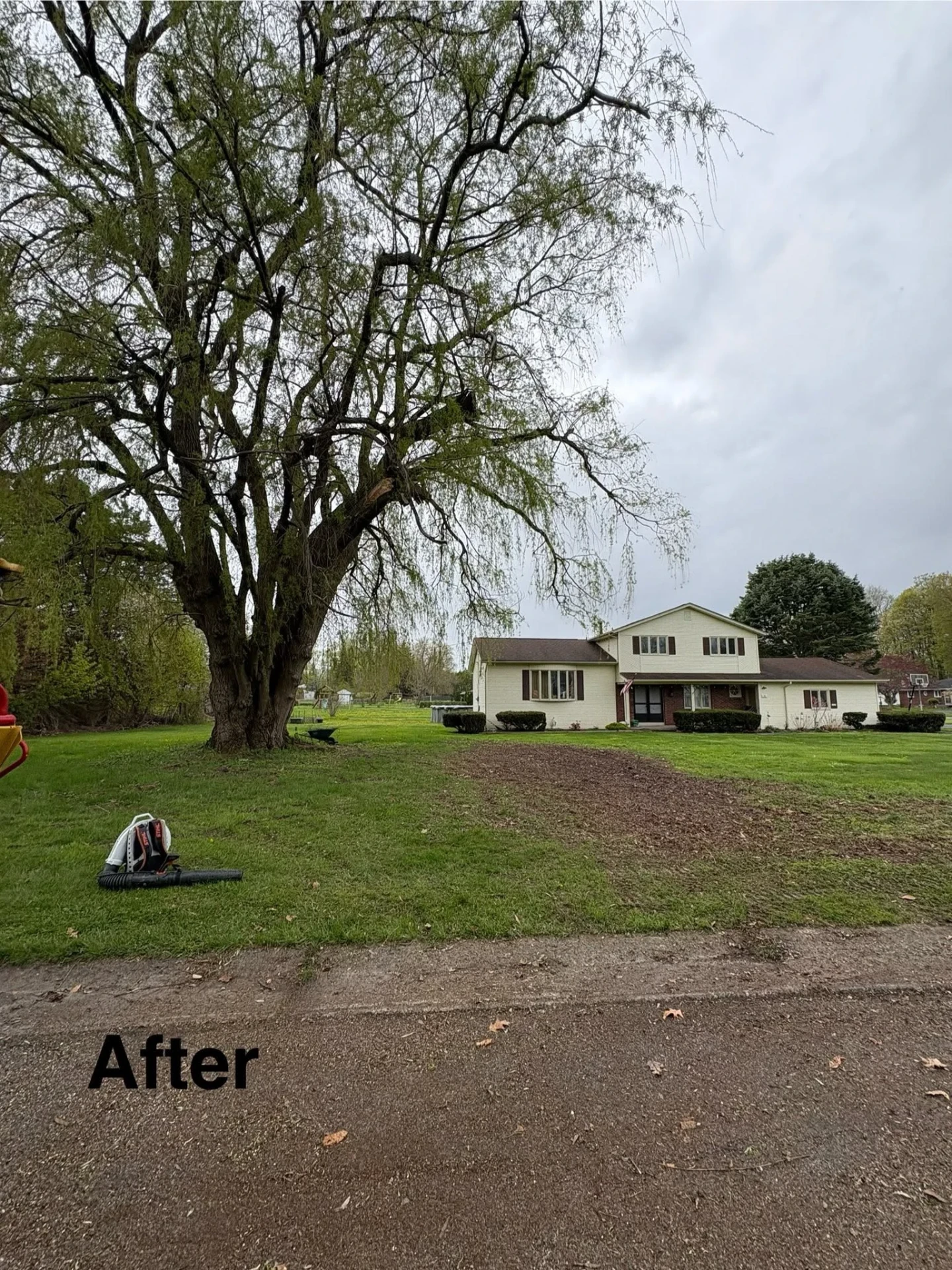 Front yard view of the pruned willow next to the house with chips raked off the driveway