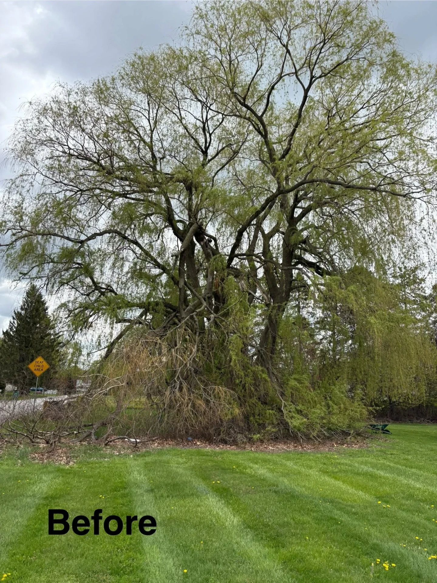 Side view of the same weeping willow showing split leaders and heavy deadwood before the crew started
